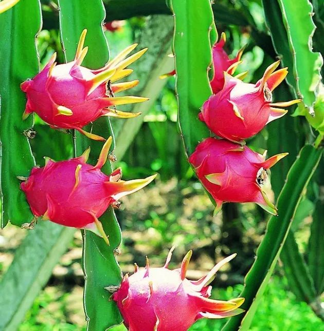 广西一年四季有吃不完的应季水果,广西什么水果便宜又好吃夏天