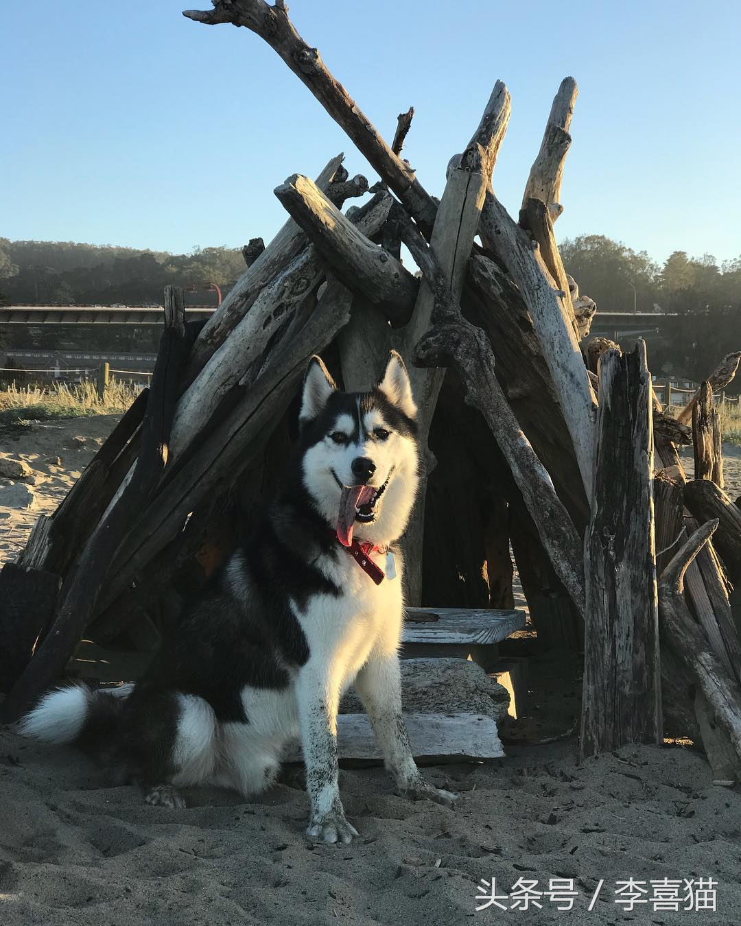 猫咪真的很喜欢欺负狗狗，就连汪星人舒适的小窝也要强行霸占