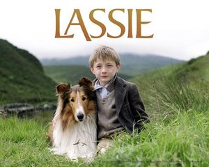 那些催人泪下的狗狗电影大盘点,介绍几个好看的关于狗狗的电影