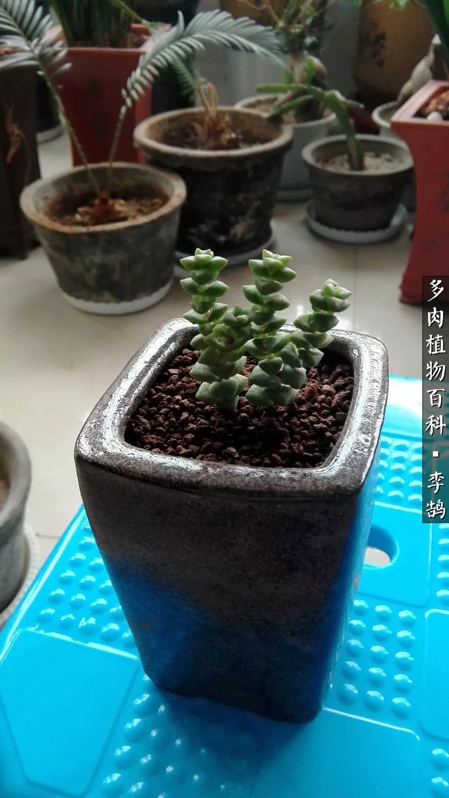 10种养不死的多肉新手的首选,露养多肉的100种方法