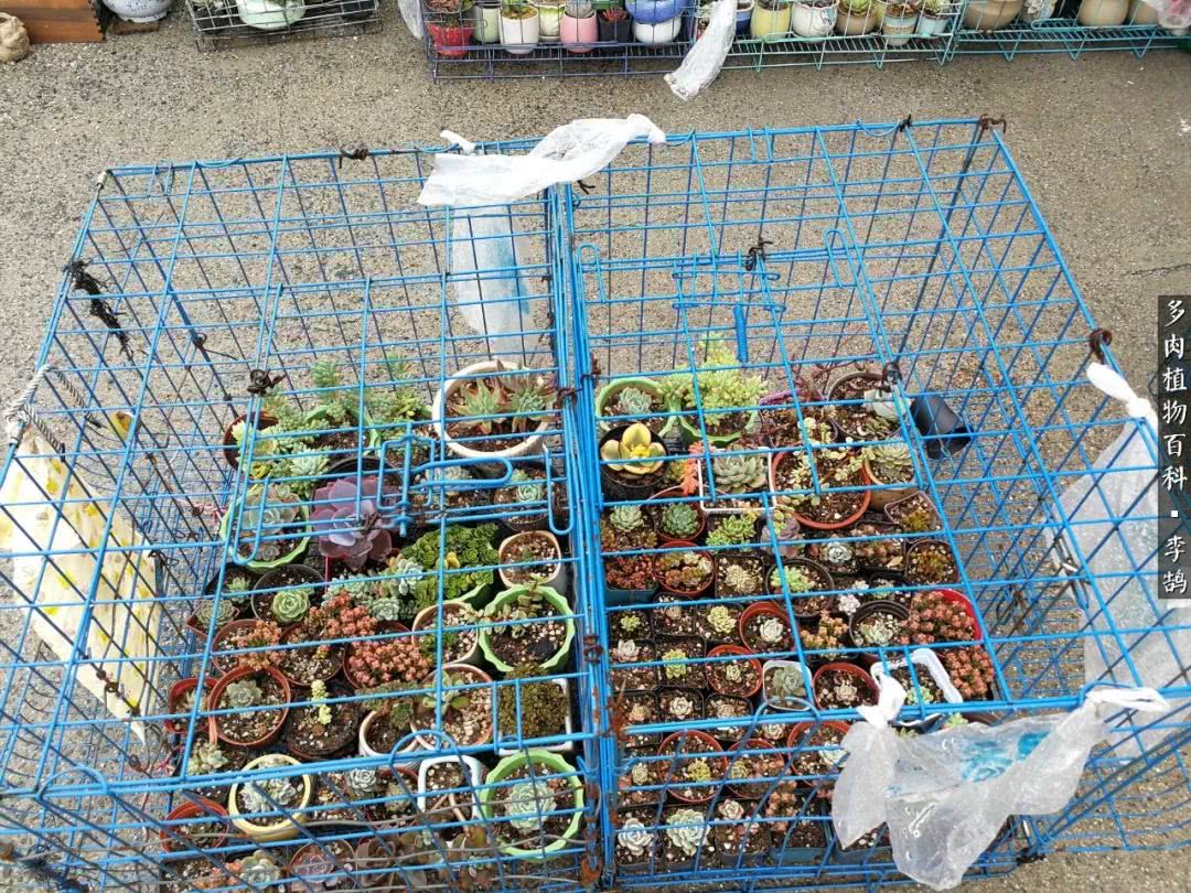 10种养不死的多肉新手的首选,露养多肉的100种方法