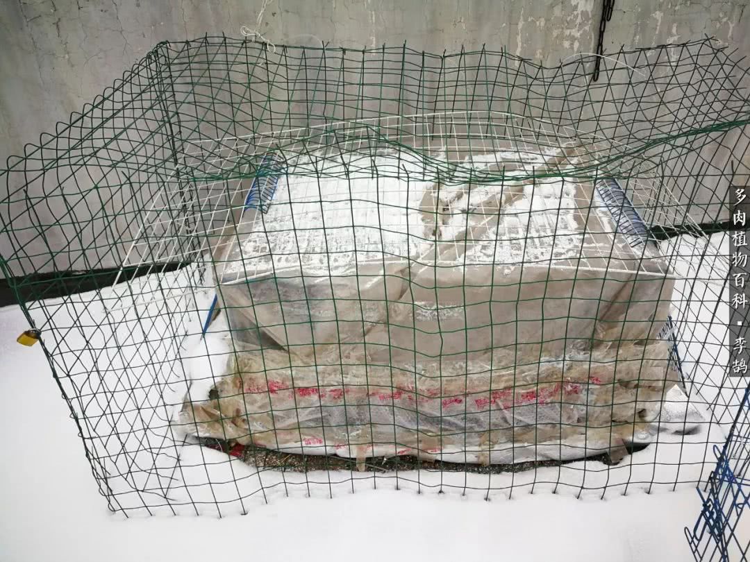 10种养不死的多肉新手的首选,露养多肉的100种方法