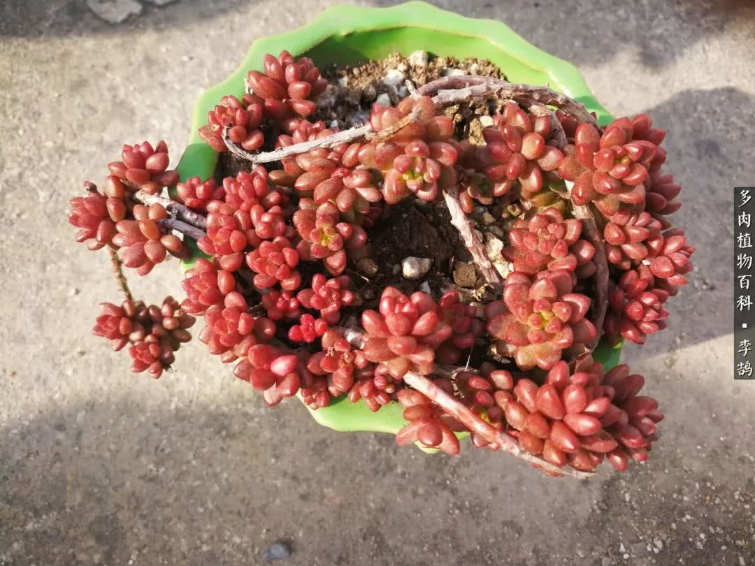 10种养不死的多肉新手的首选,露养多肉的100种方法