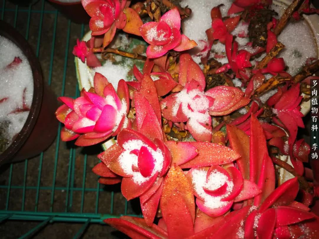 10种养不死的多肉新手的首选,露养多肉的100种方法