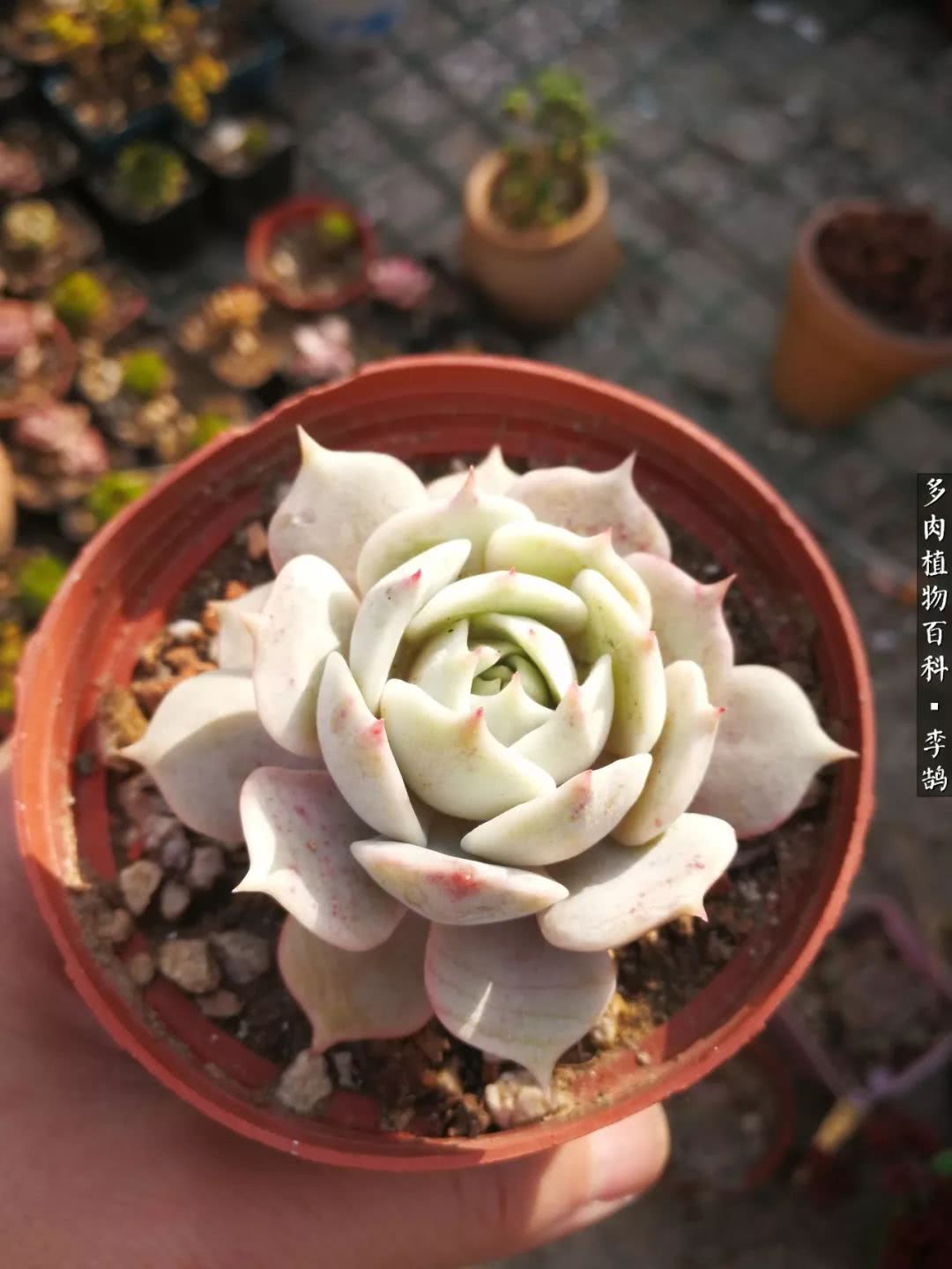 10种养不死的多肉新手的首选,露养多肉的100种方法
