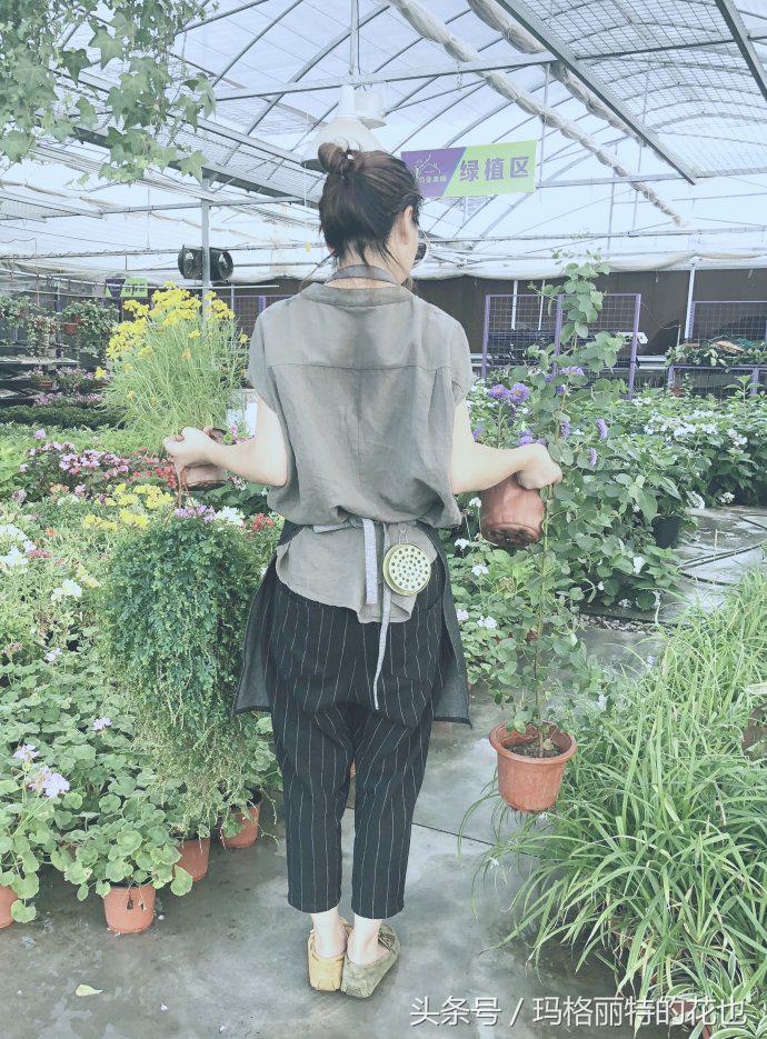 花园蚊虫多怎么解决,花园蚊子多怎么处理