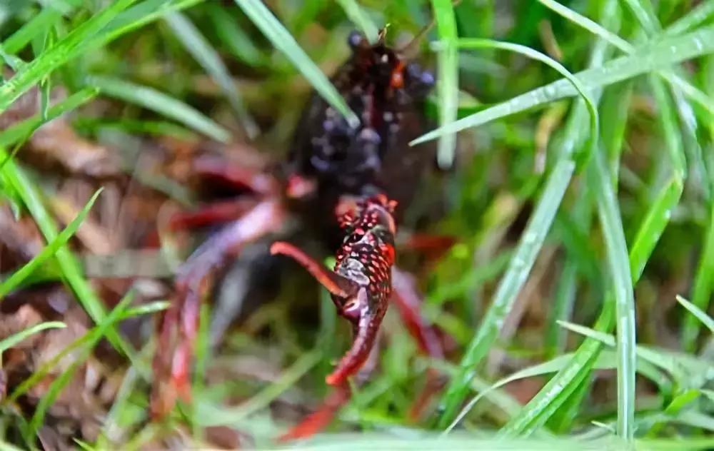 益阳的特产美食有哪些,益阳土特产有哪些吃的