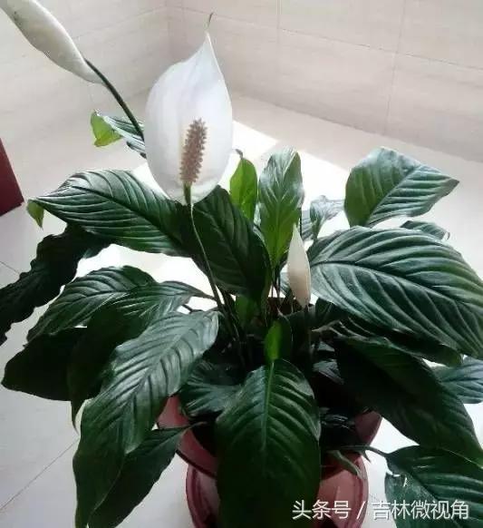 比绿萝吸甲醛更好的植物,最吸甲醛的绿植绿萝