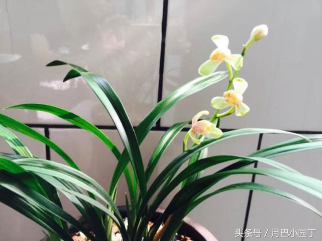 兰花得了拉丝病怎么办？10年老兰友说，两个动作，照样开花香十里