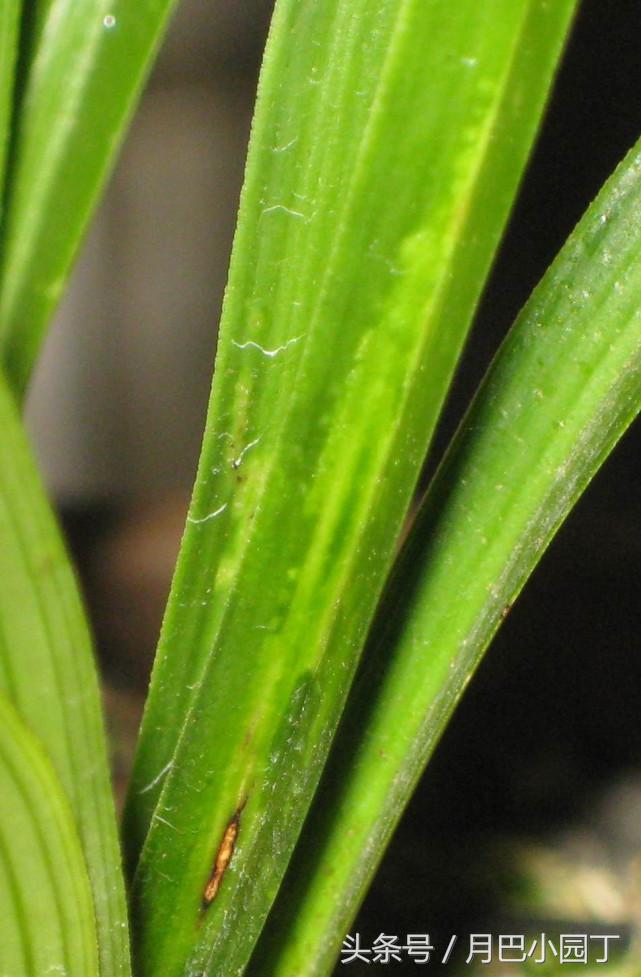 兰花得了拉丝病怎么办？10年老兰友说，两个动作，照样开花香十里