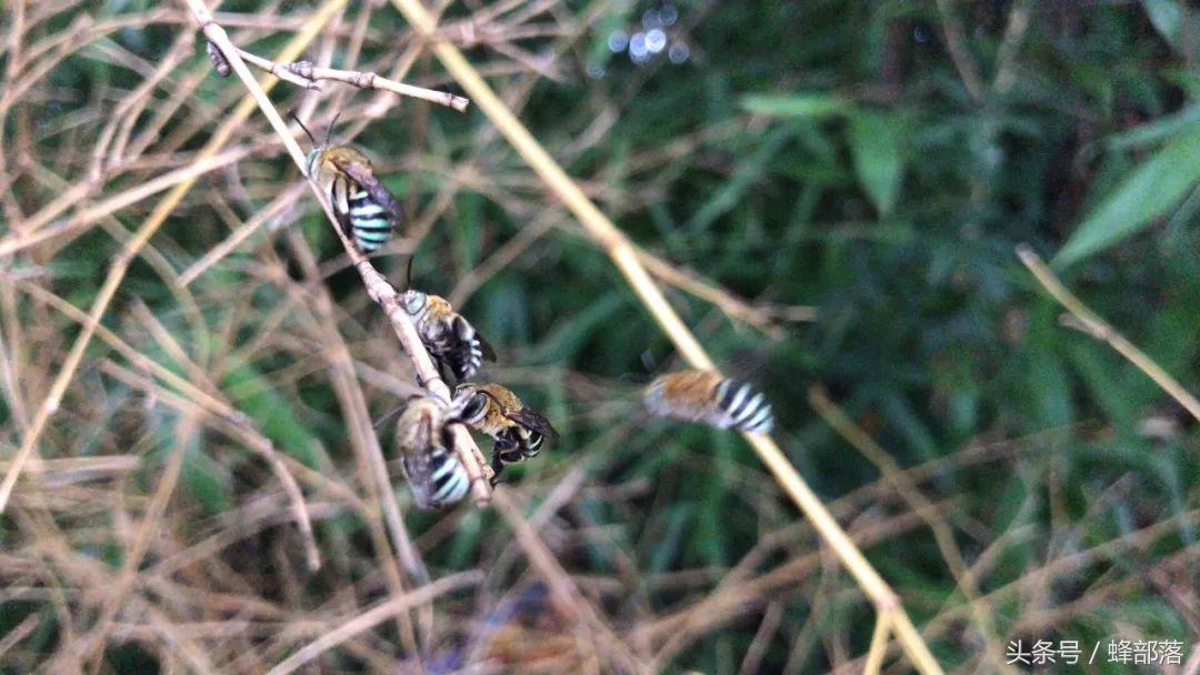 号称蜂界第一杀手，外观美到爆，胡蜂、蜜蜂都深受其害