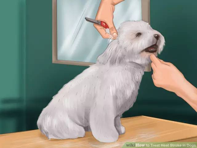 狗狗夏日中暑怎么办,夏季狗狗中暑怎么办