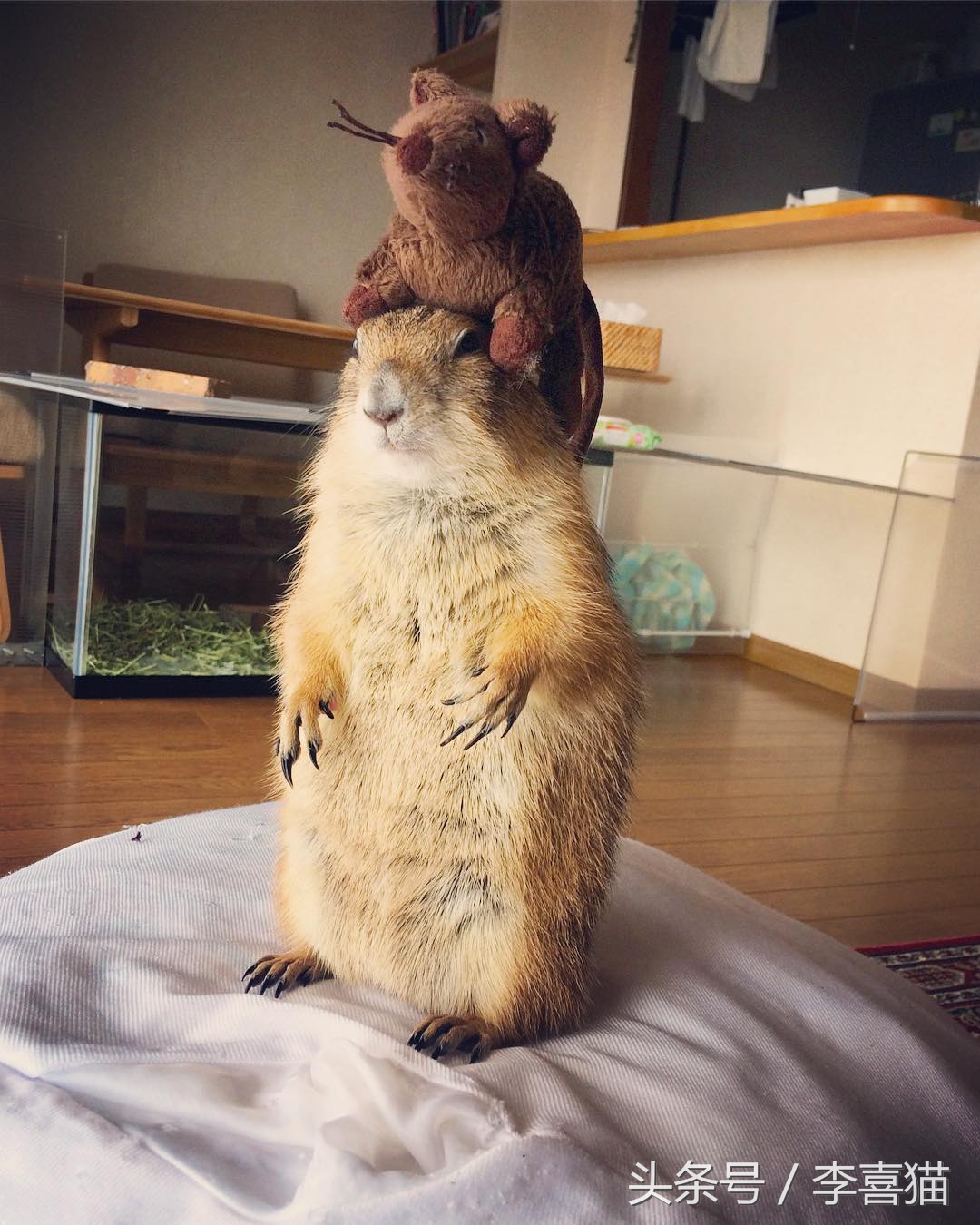 黏人的土拨鼠,黏人可爱会撒娇的动物