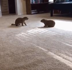 黏人的土拨鼠,黏人可爱会撒娇的动物