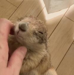 超级黏人的土拨鼠,黏人的土拨鼠