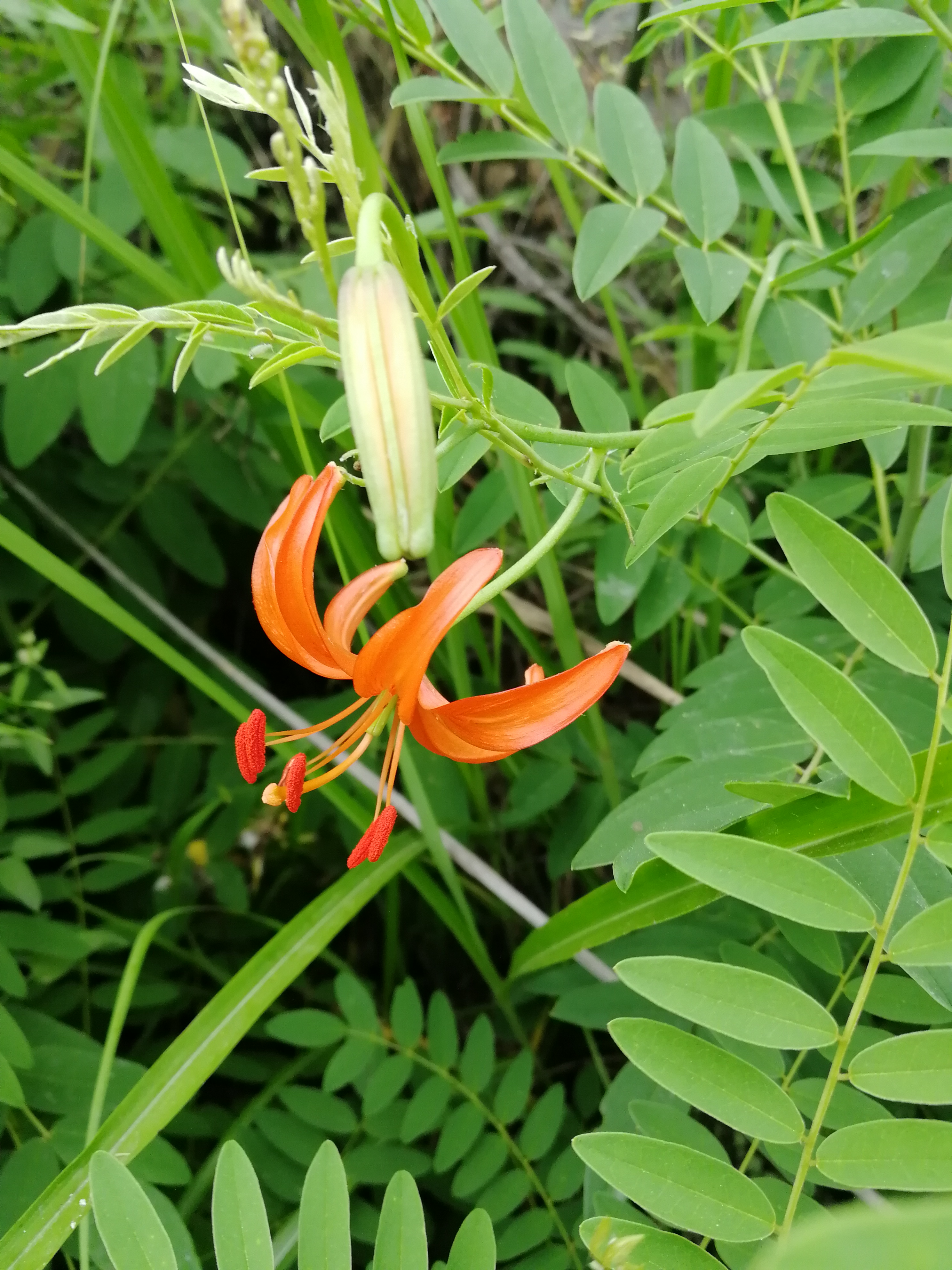 山丹丹开花红艳艳抖音素材,山丹丹花开红艳艳文字