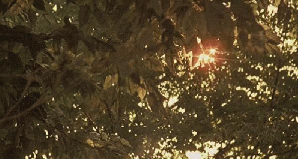 “听”花开的声音,腾讯音乐娱乐携手花点时间,让生活更有味道