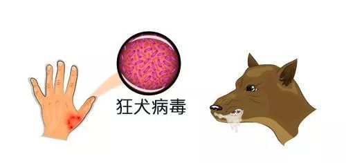 狂犬病致死率100%，这些救命知识一定要早知道！