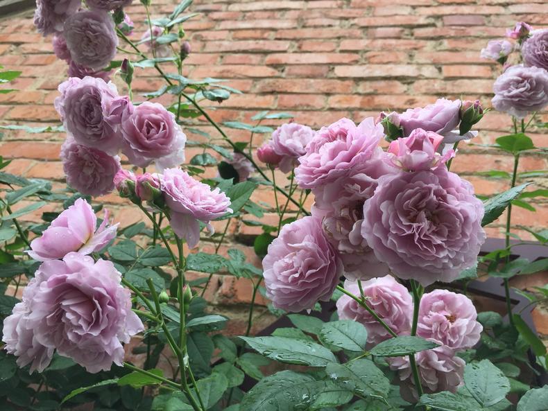 月季花蕾垂头怎么治,月季新芽萎蔫脱叶黑杆怎么养护