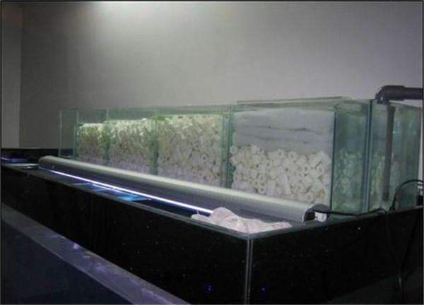 上滤的鱼缸怎么培养硝化细菌,鱼缸硝化细菌上滤如何培养