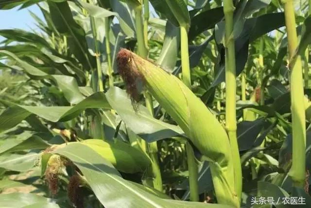 玉米倒伏的最佳解决方法,玉米倒伏补救最快方法