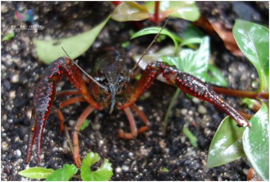 小龙虾怎么才能做得更好吃,小龙虾到底怎么做才好吃