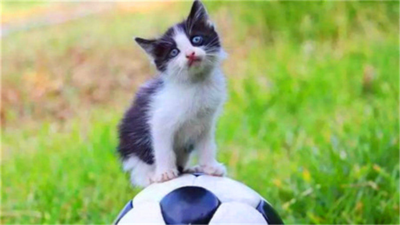 世界杯猫咪身价多少美元,世界杯和国足身价对比