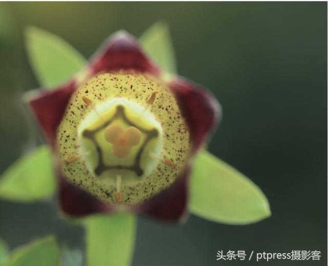 华为手机怎么拍花的技巧,春天拍花的必备技巧是什么