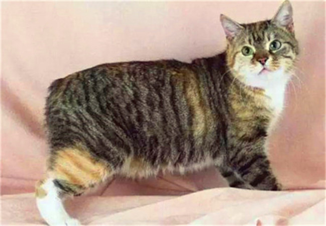 世界杯球队和猫咪的身价对比，关于中国队的象征，那可是无价之宝