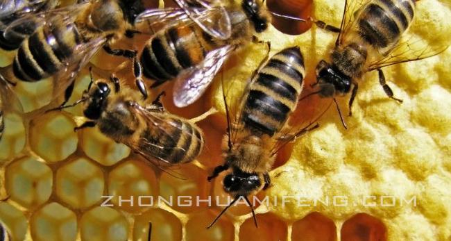 谈科学饲喂淀粉糖浆:胡元强