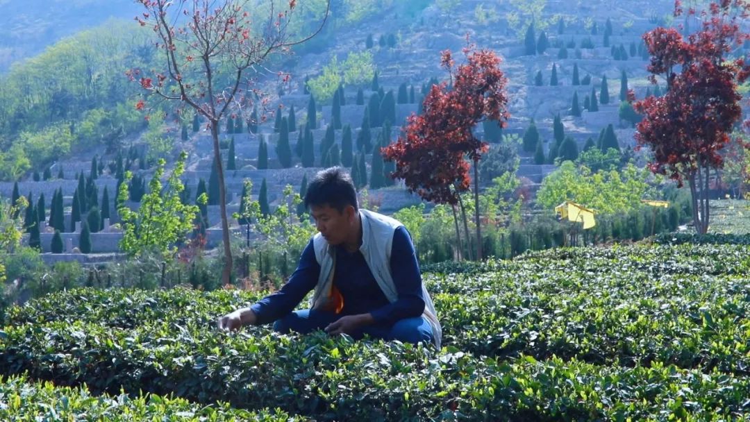 崂山胡孝林茶叶,崂山茶绿茶都有哪几种