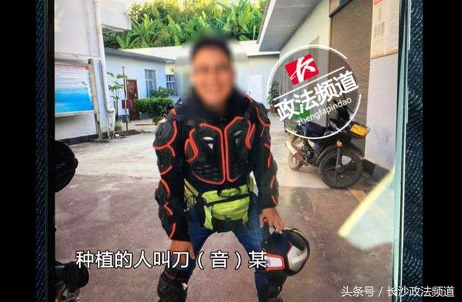 警方查处非法种植毒品,长沙市公安局破获特大大麻种植案