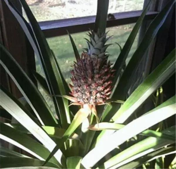 水果核丢花盆发芽了,水果籽呛到肺里去发芽了