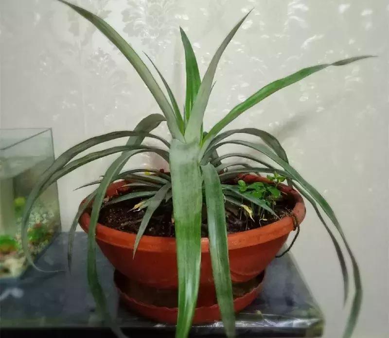 水果核丢花盆发芽了,水果籽呛到肺里去发芽了