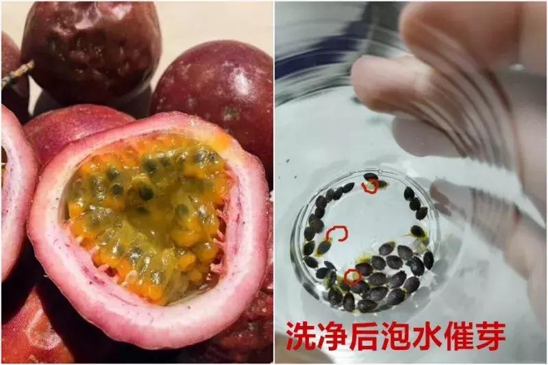 水果核丢花盆发芽了,水果籽呛到肺里去发芽了