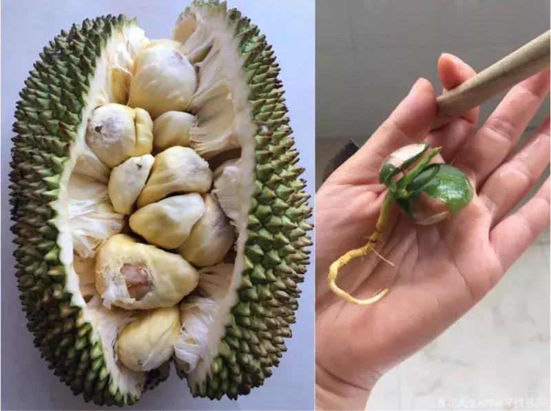 水果核丢花盆发芽了,水果籽呛到肺里去发芽了