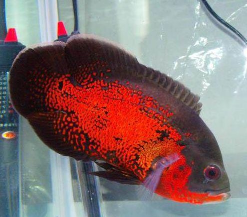 地图鱼的饲养方法,地图鱼怎么喂养才能生小鱼