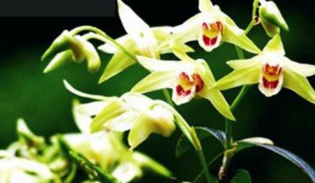 可吃的铁皮石斛种植,铁皮石斛怎么种植深山老林