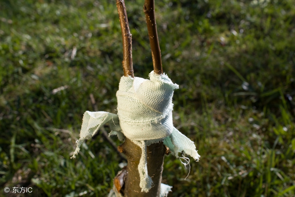 嫁接果树成活率低？老果农手把手教，只需简单5步一看就会！