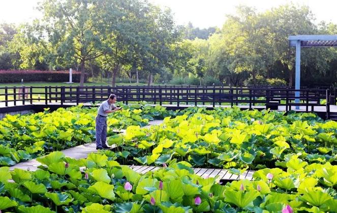 上海有哪些公园可以赏花,上海现在有哪些公园可观赏到荷花