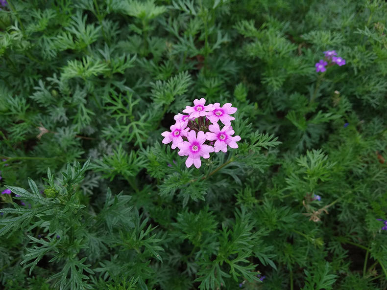 6.8寸刘海屏手机999,红米6pro刘海全面屏