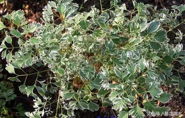 福禄桐绿植花卉,福禄桐防烂根