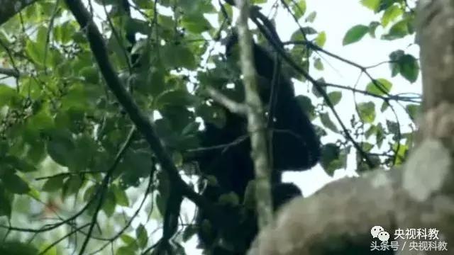 地理中国｜发出奇异叫声的“石蹦”究竟是什么生物？