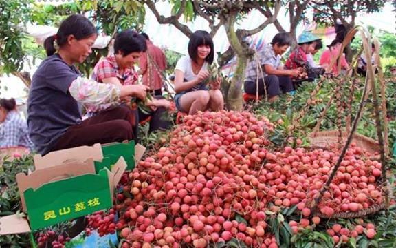 广西钦州钦北区哪个镇最大,广西钦州荔枝最多的地方