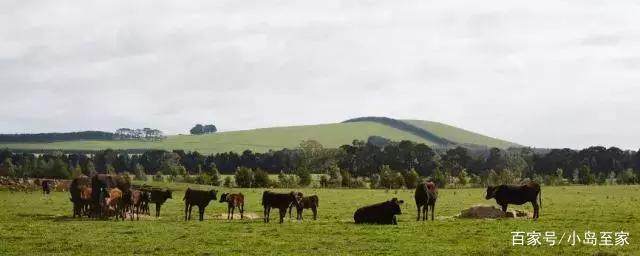 和世界杯更搭配的美食,牛肉也疯狂