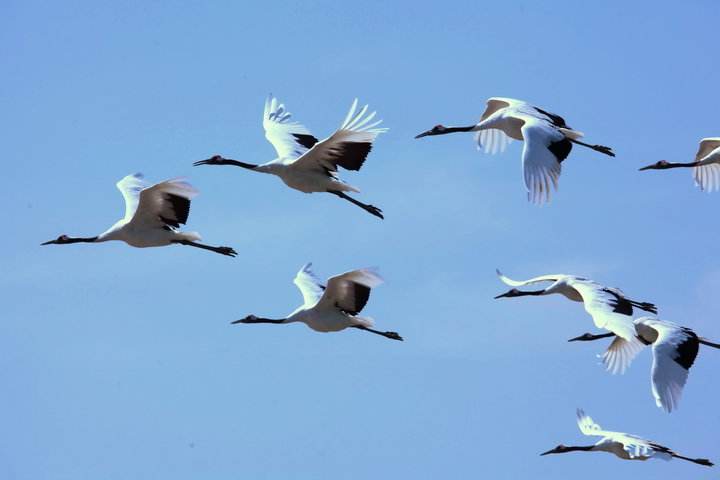 奶粉口碑最好的前十名飞鹤奶粉,飞鹤奶粉为什么能够逆袭