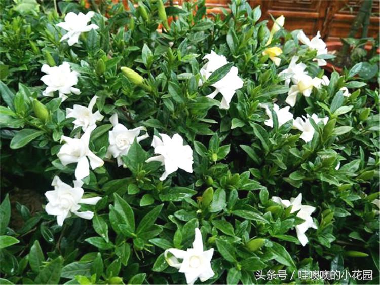 栀子黄叶枯萎花落,栀子过冬叶子全部脱落还能活