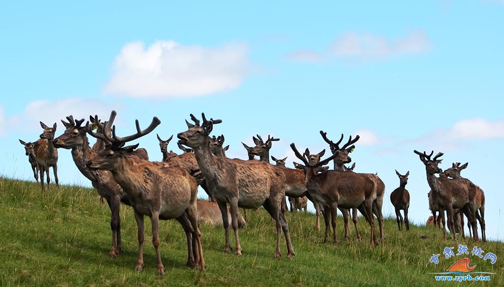 肃南马鹿鹿茸农产品,肃南土特产鹿茸