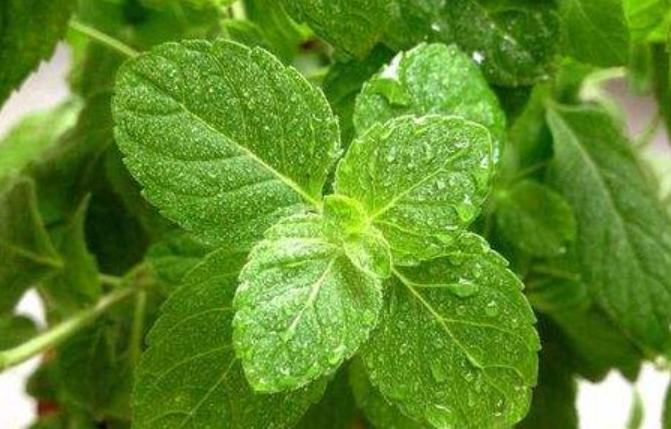 吃不完的薄荷有什么用处,薄荷的9大顶级妙用