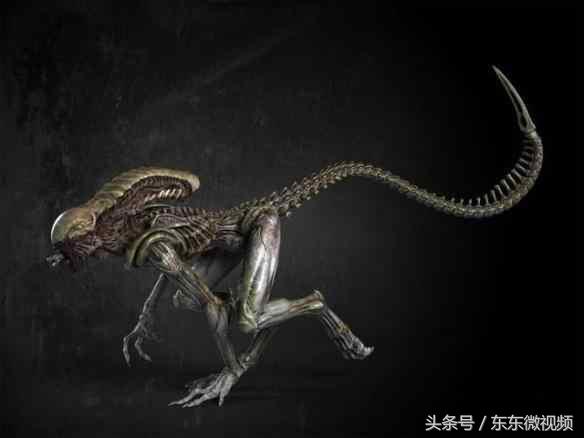 异形大战铁血战士进化史,异形起源异形进化史